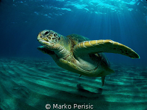 GENTLE GIANT by Marko Perisic 
